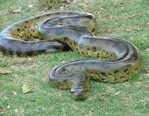 Сетчатый питон — самая большая змея в мире!