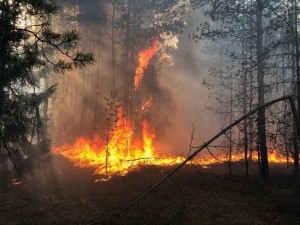 Лесной пожар пожар на окраине Сольвычегодска потушен 