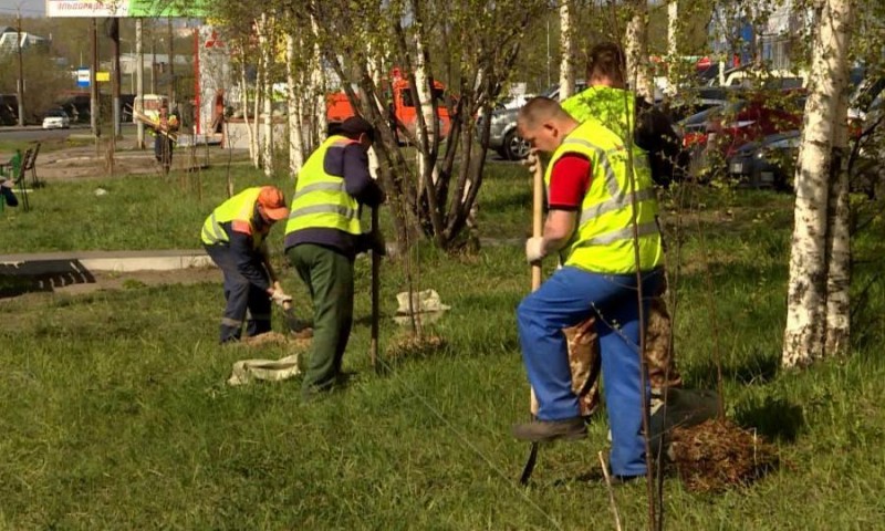 Сотни молодых деревьев вскоре появятся на улицах Архангельска