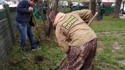 Всероссийский день посадки леса в Архангельской области – акция продолжается
