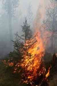 МЧС предупреждает: в лесах Архангельской области установился наивысший класс пожарной опасности
