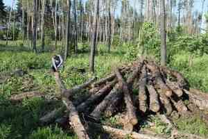 Пеньки вместо вековых деревьев. Кто уничтожает архангельские леса?