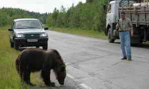 «Не прикармливайте диких животных»: Архангельск и Северодвинск окружают медведи и волки
