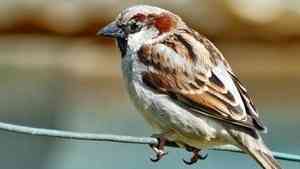 В Холмогорском районе предотвратят гибель птиц от ударов током 