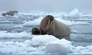 Участникам комплексной экспедиции Северного флота пришлось спасаться от моржа