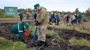 750 молодых сосен высажено в Вельске в рамках акции «Сохраним лес!»