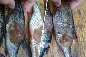 «Болячка некрасивая»: в Рыбнадзоре объяснили, откуда в пинежских озёрах могла взяться рыба с язвами