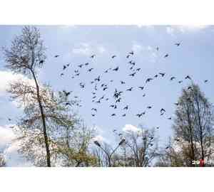 222 гуся и 37 крякв: зачем в Пинежском заповеднике сосчитали птиц