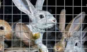 В Устьянском районе при пожаре погибли девять кроликов