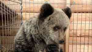 Миша — девочка: раненого медвежонка из Онеги отвезли в Санкт-Петербург и обследовали в ветклинике