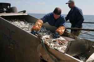 Северный научно-промысловый совет увеличил квоты на добычу рыбы