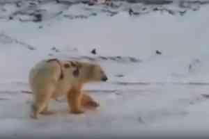 «Он уже чистый»: попавший на видео медведь с надписью «Т-34» живет на Новой Земле
