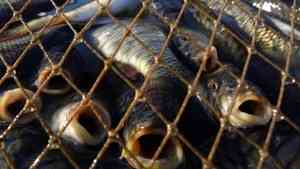 У браконьеров в Архангельской области изъяли более 4 тонн рыбы ﻿