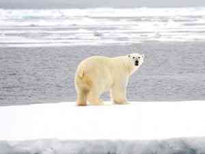 «Драматическое сокращение»: к 2040 году в Арктике могут исчезнуть летние морские льды
