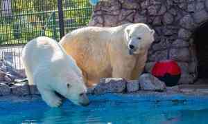 По данным учёных, самые упитанные белые медведи живут на участках «Роснефти»