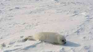 Гренландские тюлени Белого моря в опасности