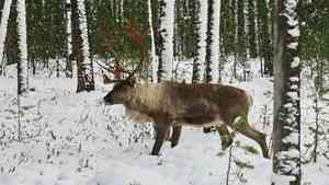 Дикий лесной северный олень внесен в Красную книгу РФ