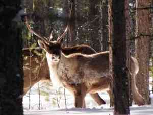 WWF: в Архангельской тайге обитают не обнаруженные ранее стада оленей из Красной книги