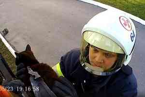 Кошка проткнула лапу наконечником ограды в Архангельске. Ее вызволяли спасатели — видео