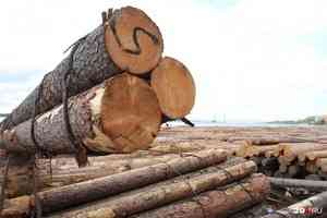 В Плесецком районе директора лесозаготовительной фирмы подозревают в финансовых махинациях