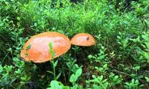 В Пинежских лесах начался грибной сезон