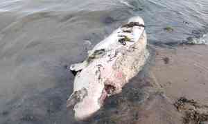 В Онежском заливе на берег вынесло пять погибших морских животных