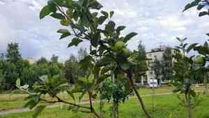 На Аллее Славы близ школы №20 в Архангельске созрели первые яблоки