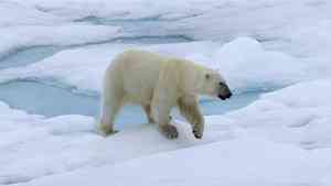 Белые медведи поссорились из-за моржа на Новой Земле: смотрим видео из Арктики