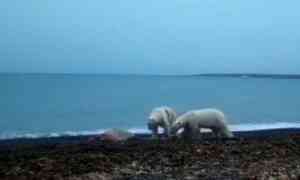 В Арктике два белых медведя поссорились из-за добычи