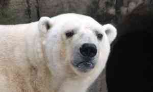 В нацпарке «Русская Арктика» засняли ссору двух белых медведей из-за туши моржа