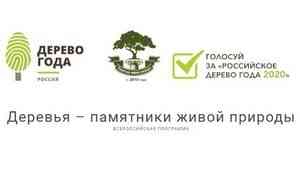 Конкурс «Российское дерево года-2020» продолжается