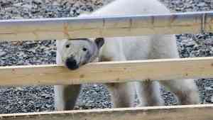 На островах «Русской Арктики» снимают документальный фильм о белых медведях