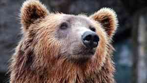 Медведь продолжает держать в страхе жителей окраины Архангельска