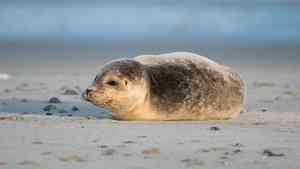 Проект помощи тюленям Белого моря нуждается в поддержке жителей Поморья