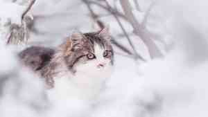 Более 180 тысяч котов могут согреться зимой от изношенных теплотрасс, выявленных ОНФ