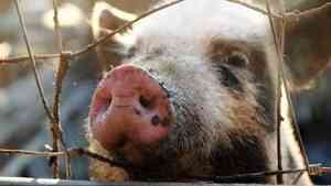 В Вельском районе отменили карантин по африканской чуме свиней