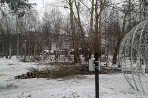 В Архангельске срубили живые деревья для установки искусственной ёлки