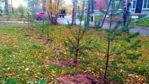 На окраине Архангельска в 2021 году ожидается высадка тысяч деревьев
