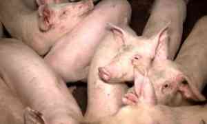 После африканской чумы свиней Россельхознадзор напоминает — нельзя покупать свиней и поросят, а также продукцию свиноводства без документов и в местах незаконной торговли