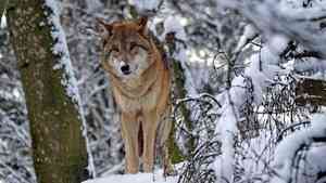 Более 370 волков добыли охотники Архангельской области в этом сезоне