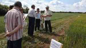 Полевые испытания семян из Татарстана проходят в Котласском районе