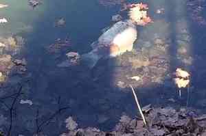 Рыба в архангельском озере Бутыгино погибла из-за нехватки кислорода