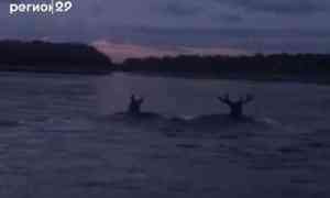 На Северной Двине заметили лосей, переплывающих реку