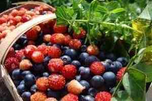 Архангельские аграрии увеличивают ягодные плантации