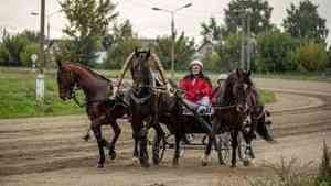 Лошади, выращенные на конезаводе в Вельске, стали победителями и призерами всероссийских соревнований