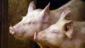 В Вельском районе снят карантин по африканской чуме свиней