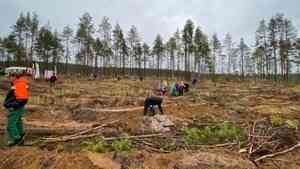 Предварительные итоги всероссийской акции «Сохраним лес» 2021 в Поморье