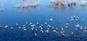 На озеро под Холмогорами прилетели лебеди