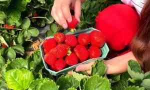 Сто килограммов ягод в день — семья фермеров из Красноборского района выращивает садовую землянику