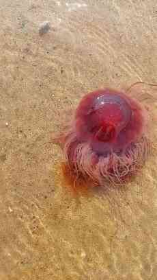 Самая крупная медуза Мирового океана всплыла у Северодвинска